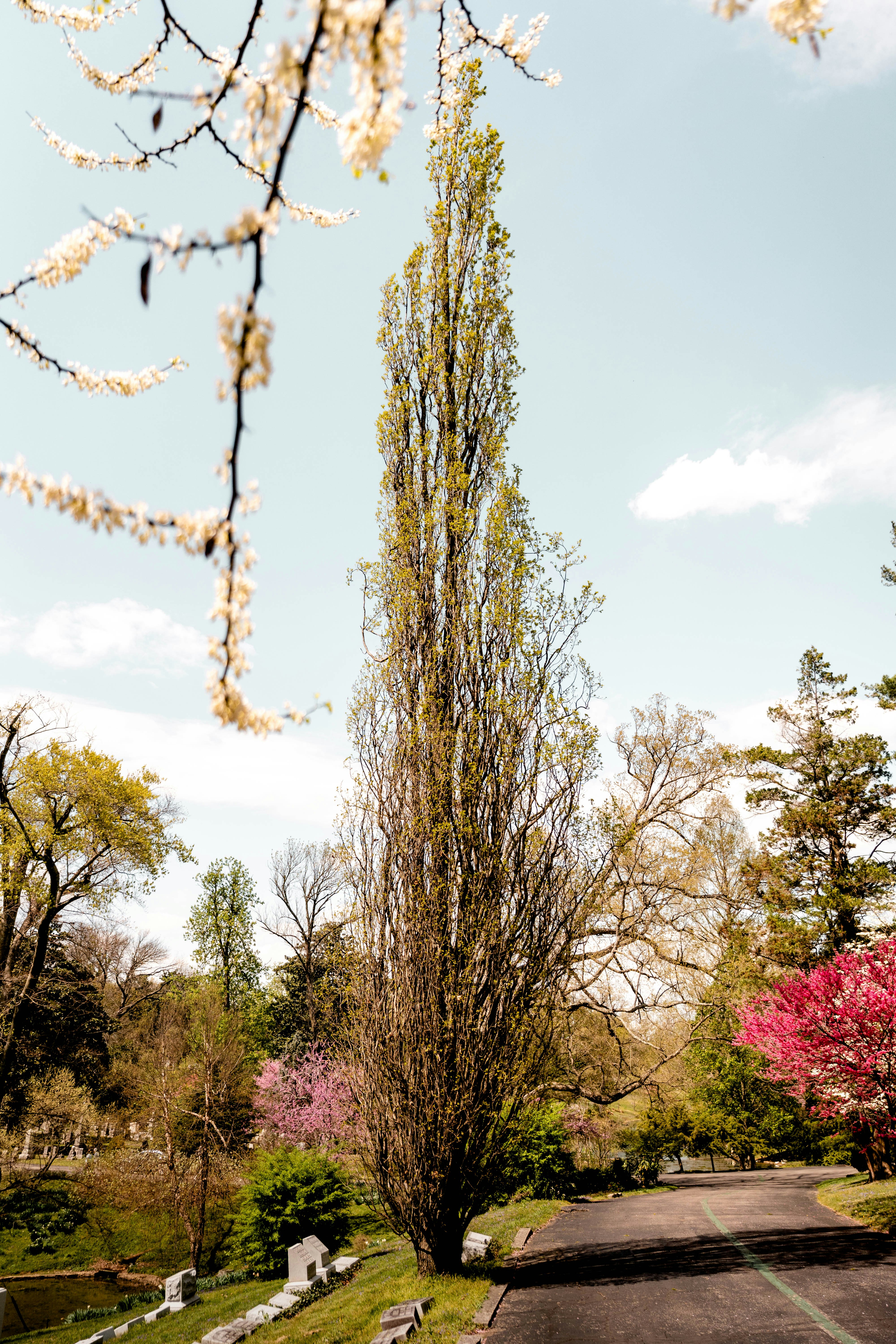 brown and green trees under blue sky during daytime